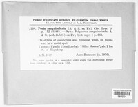 Poria sanguinolenta image